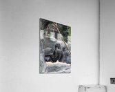 Baby Gorilla  Acrylic Print