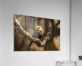 Perfect Pose  Bird  Acrylic Print