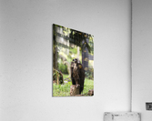 Buzzard Acrylic Print