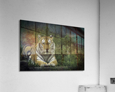 Next Strike  Tiger  Acrylic Print