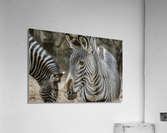 Stripes  Zebra  Acrylic Print