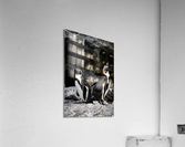 Posing for the Camera  Penguin  Acrylic Print