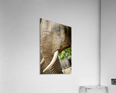 Wrinkles  Elephant  Acrylic Print