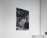 Cold Night Wolf Acrylic Print