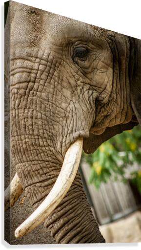 Wrinkles  Elephant  Canvas Print