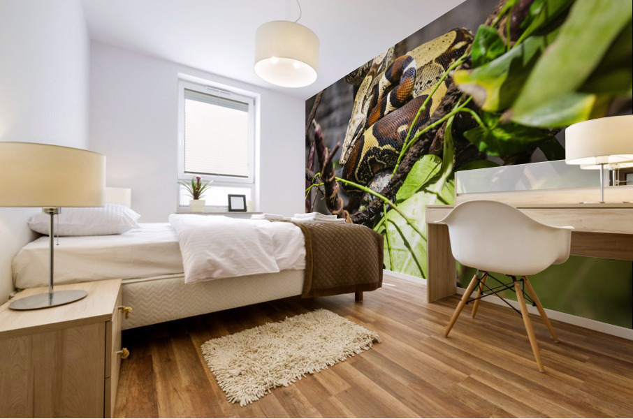 Curled Up  Python  Mural print