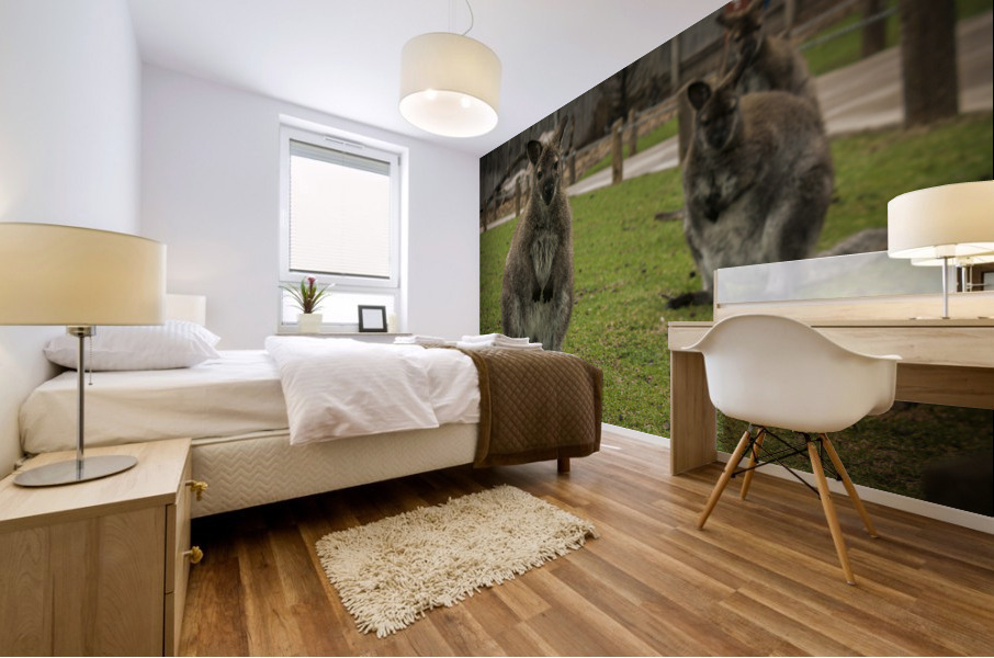 Intriguing   Wallaby  Mural print