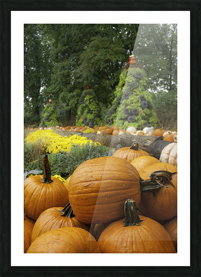 Pumpkins Picture Frame print