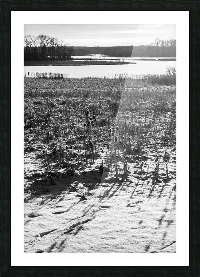 Cattails at Dawn Picture Frame print