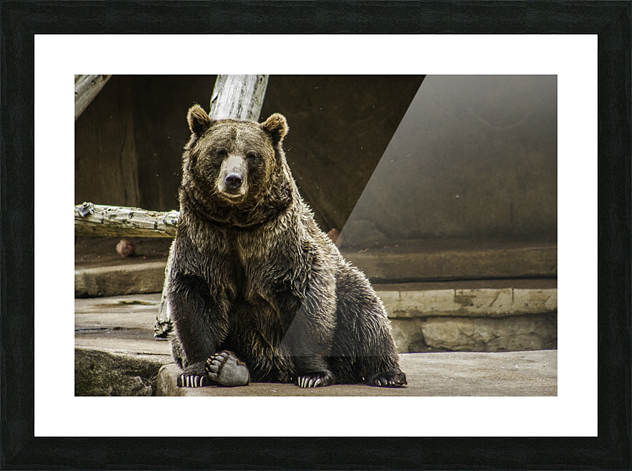 Greetings  Brown Bear  Picture Frame print