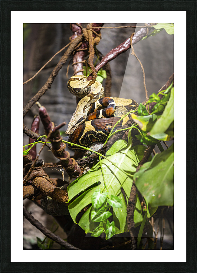 Curled Up  Python  Picture Frame print