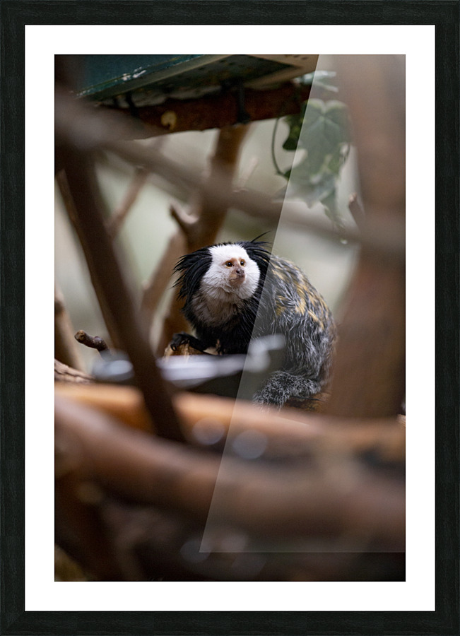 Through The Trees  Marmoset  Picture Frame print