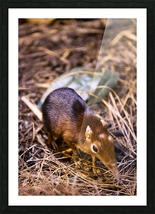 Small Elephant Mouse Picture Frame print