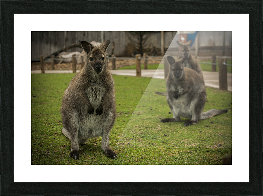 Intriguing   Wallaby  Picture Frame print