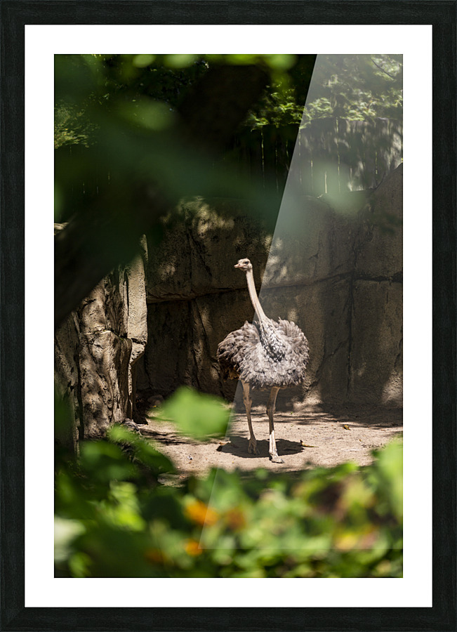 Feathers Fluffed  Ostrich  Picture Frame print