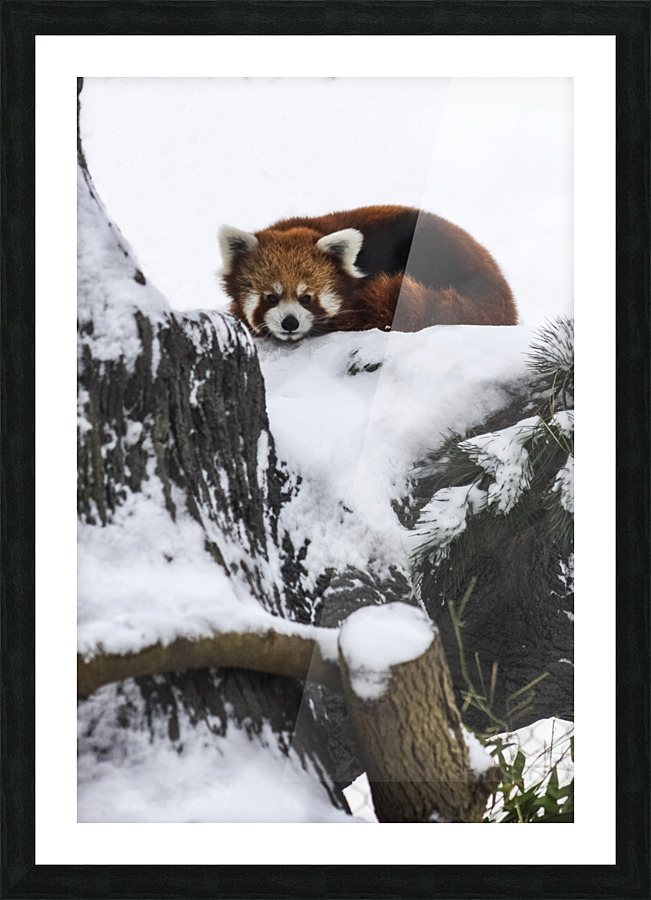 Red Panda Picture Frame print