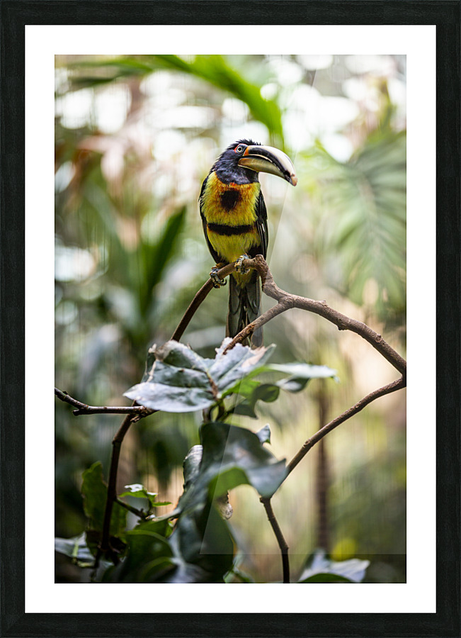 Standing Out  Tucan  Picture Frame print