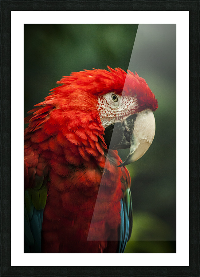 Parrot Portrait Picture Frame print