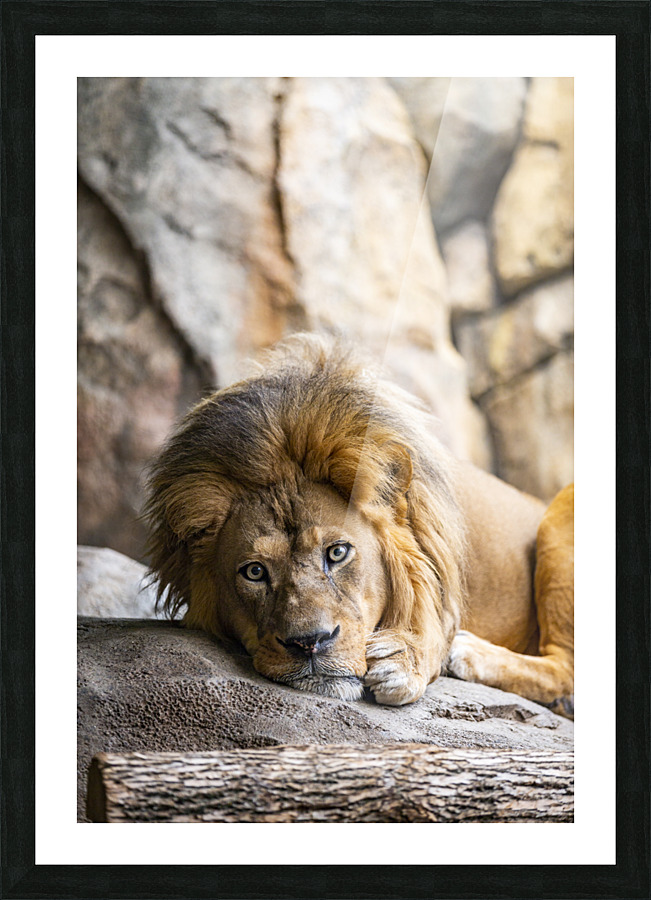 Connection  Lion  Picture Frame print