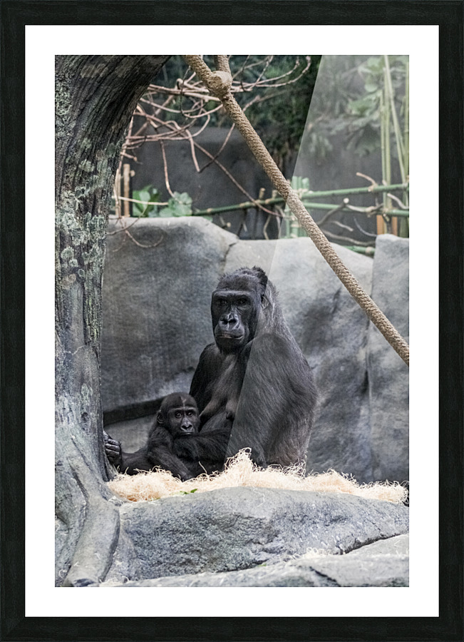 Baby Gorilla  Picture Frame print