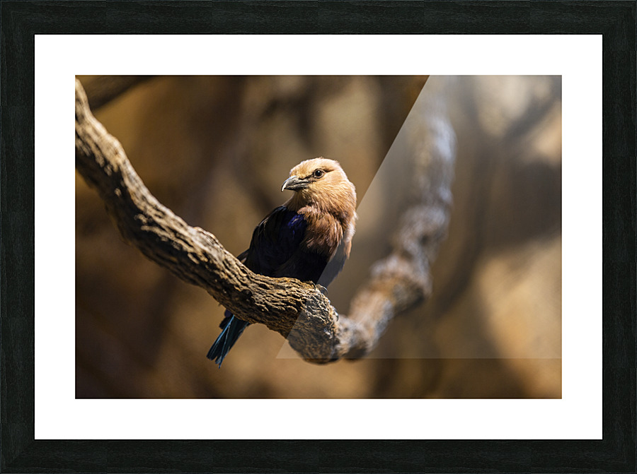 Perfect Pose  Bird  Picture Frame print