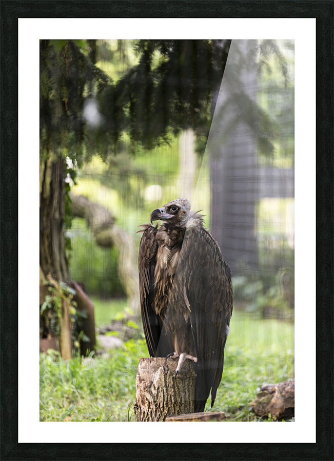Buzzard Picture Frame print