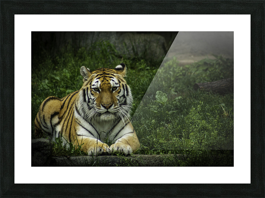 Next Strike  Tiger  Picture Frame print