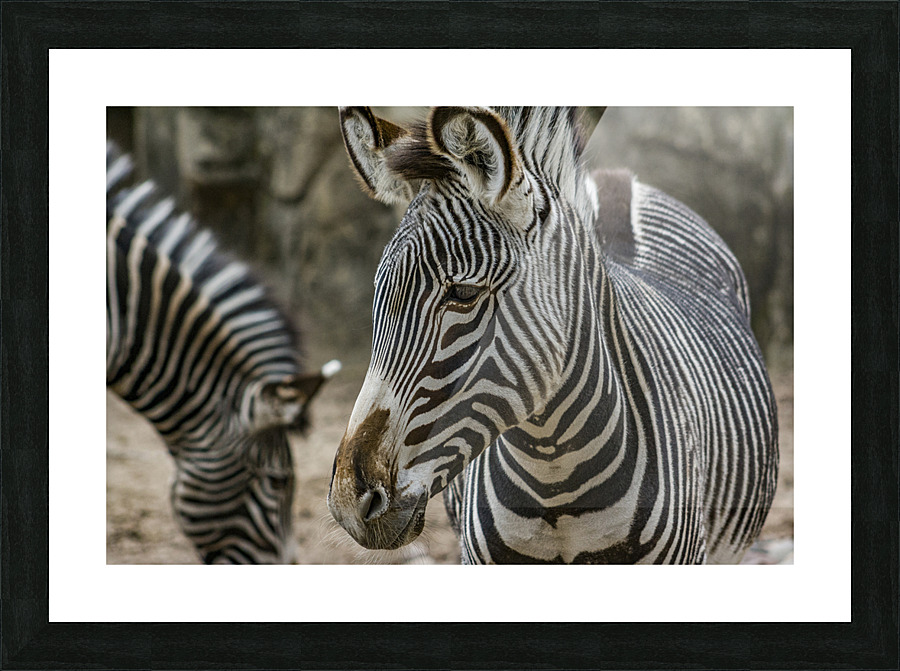 Stripes  Zebra  Picture Frame print