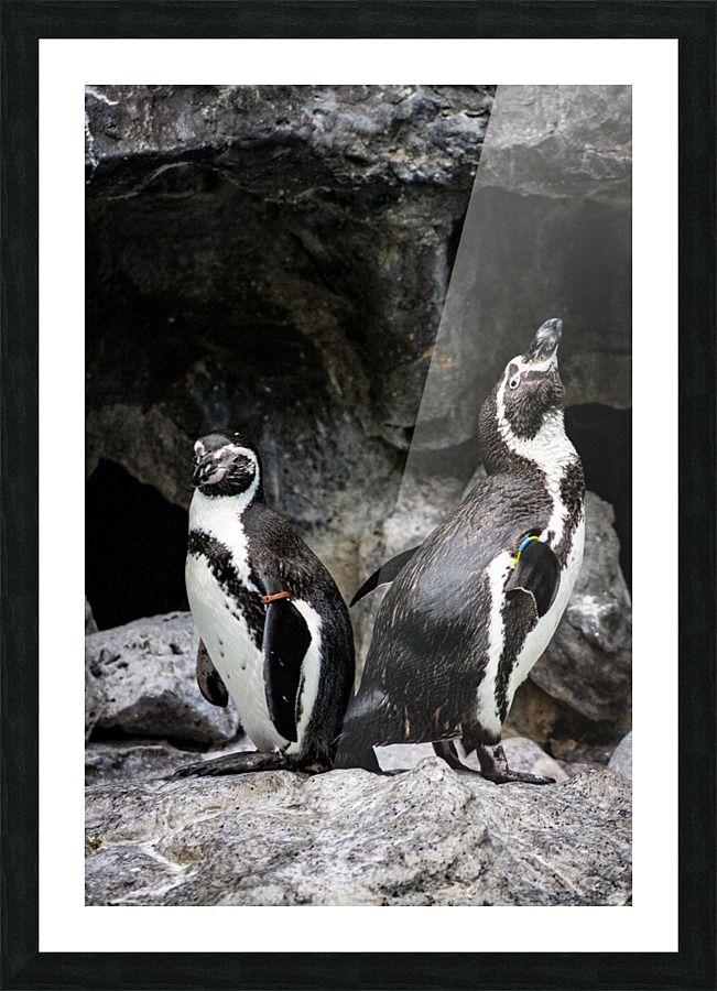 Posing for the Camera  Penguin  Picture Frame print