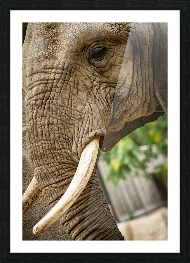 Wrinkles  Elephant  Picture Frame print