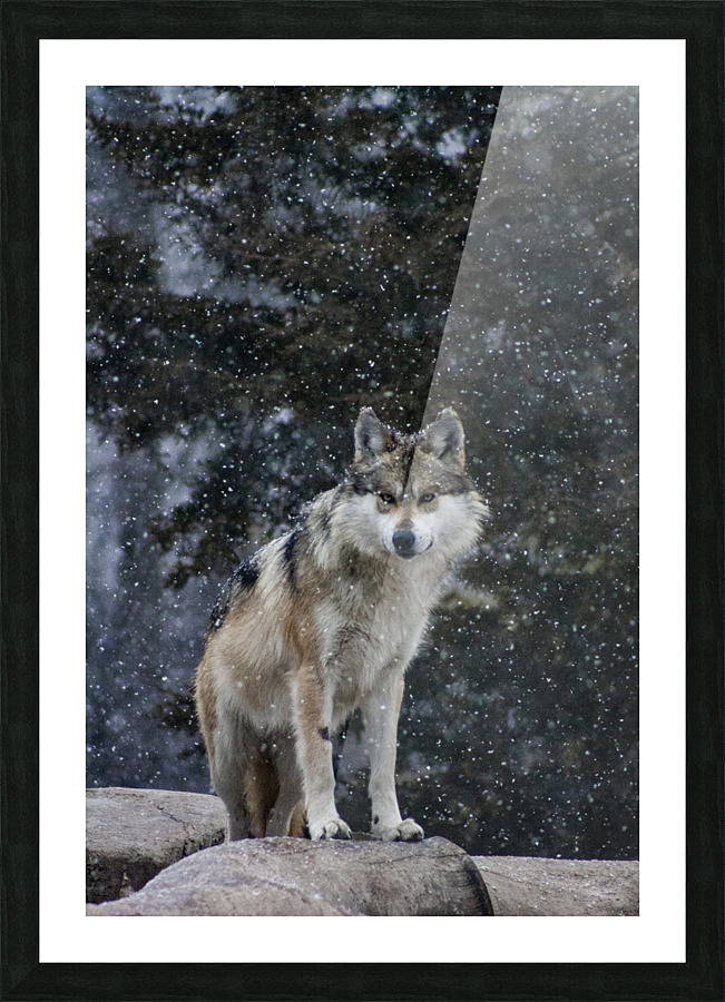 Cold Night Wolf Picture Frame print