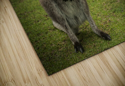 Intriguing   Wallaby  Ashley ML Studios puzzle
