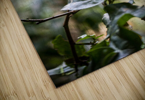 Standing Out  Tucan  Ashley ML Studios puzzle