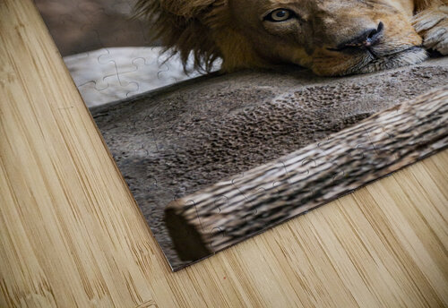 Connection  Lion  Ashley ML Studios puzzle