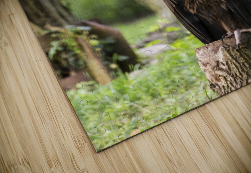 Buzzard Ashley ML Studios puzzle