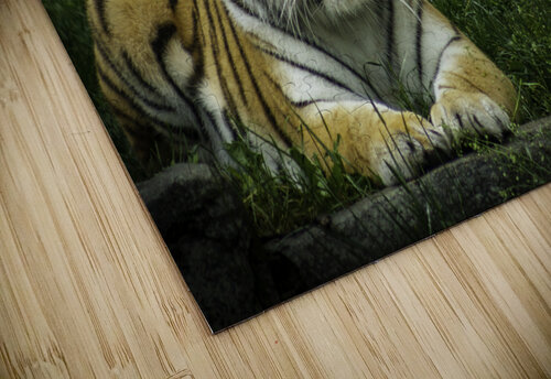 Next Strike  Tiger  Ashley ML Studios puzzle