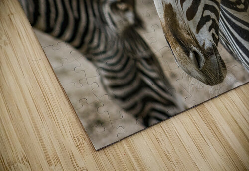 Stripes  Zebra  Ashley ML Studios puzzle