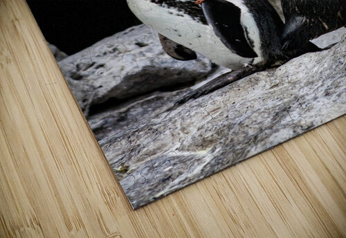 Posing for the Camera  Penguin  Ashley ML Studios puzzle