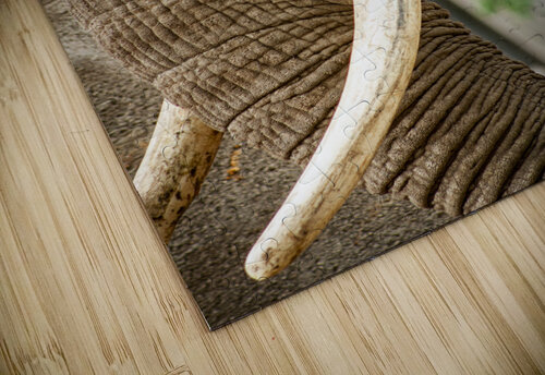 Wrinkles  Elephant  Ashley ML Studios puzzle