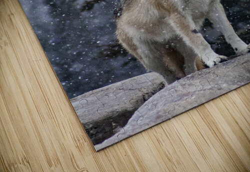 Cold Night Wolf Ashley ML Studios puzzle