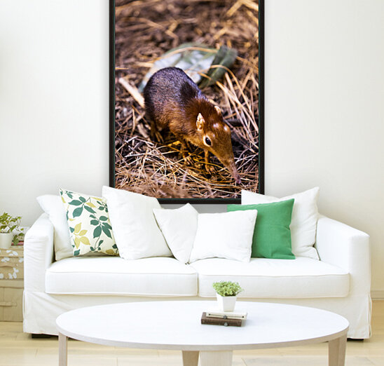 Small Elephant Mouse Reproduction