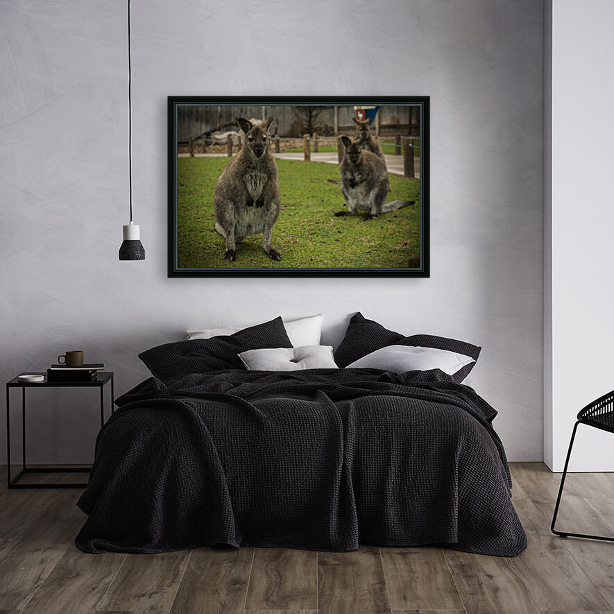 Intriguing   Wallaby  Reproduction