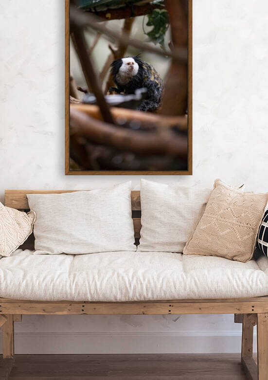 Through The Trees  Marmoset  Reproduction