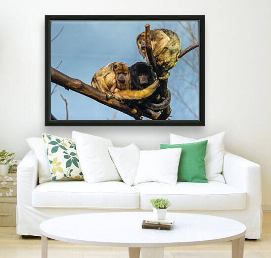  Eyes in the Trees  Howler Monkey  by Ashley ML Studios