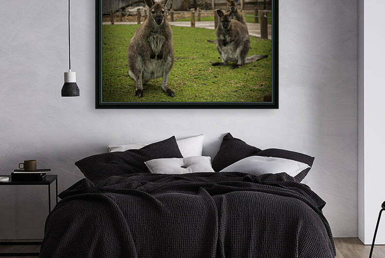 Intriguing   Wallaby  by Ashley ML Studios