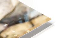 Connection  Lion  HD Metal print