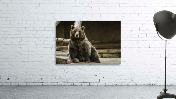 Greetings  Brown Bear  Wall Preview