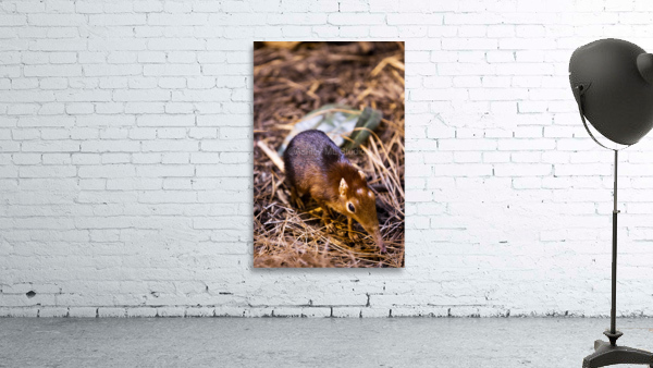 Small Elephant Mouse Wall Preview