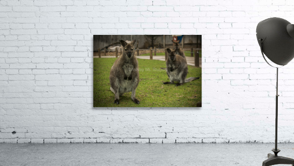 Intriguing   Wallaby  Wall Preview