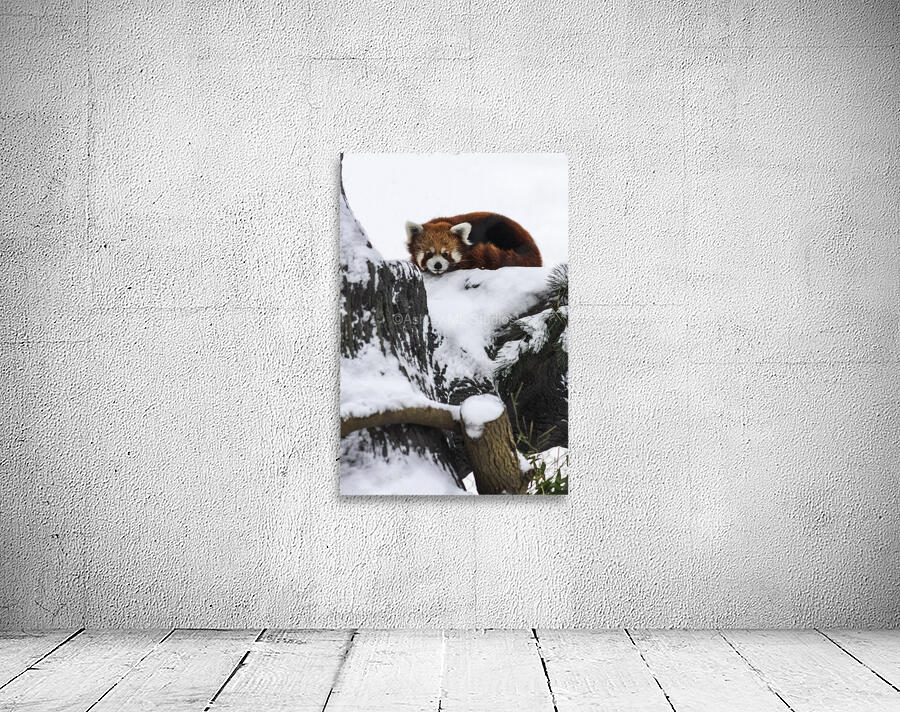 Red Panda Wall Preview